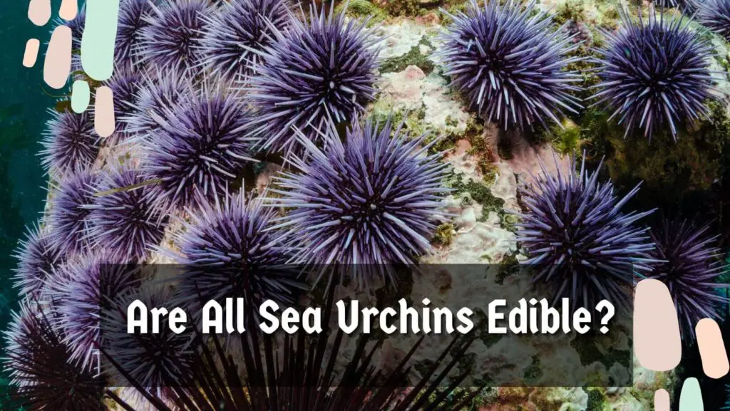 Are All Sea Urchins Edible?