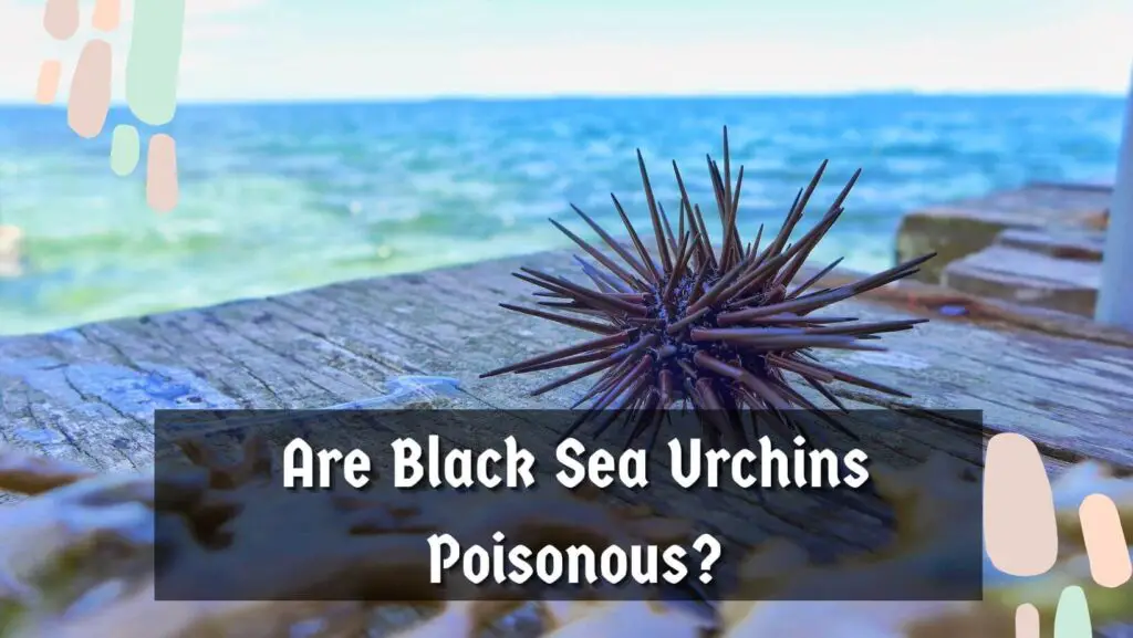 Are Black Sea Urchins Poisonous?