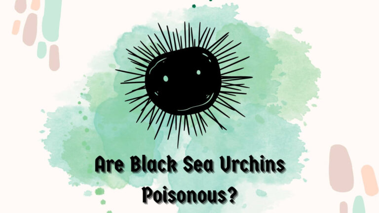 Are Black Sea Urchins Poisonous? (7 Critical EffectS)