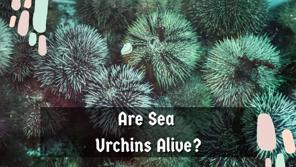 Are Sea Urchins Alive?