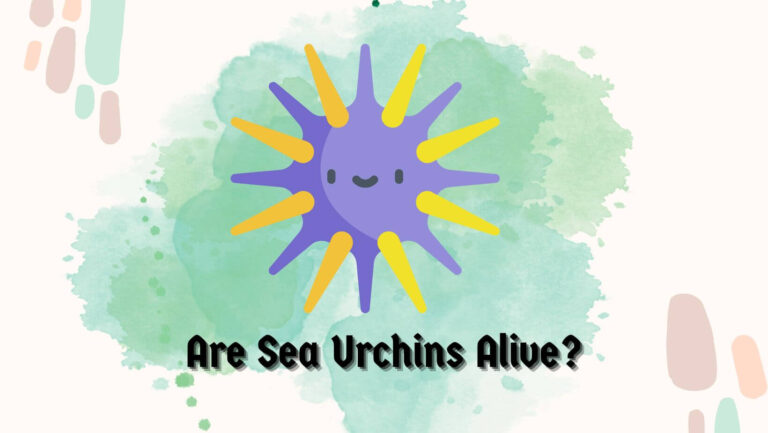 Are Sea Urchins Alive? (5 Signs of Life)