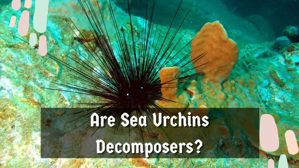 Are Sea Urchins Decomposers?