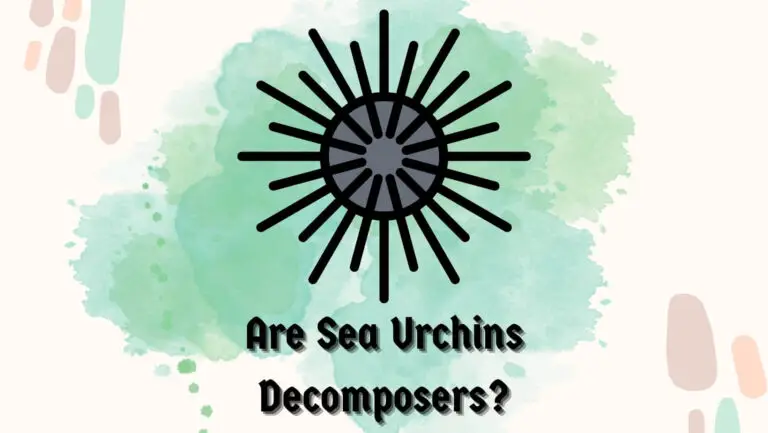Are Sea Urchins Decomposers? (Case Studies & Evidence)