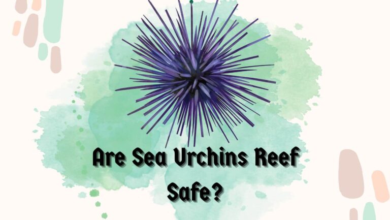 Are Sea Urchins Reef Safe?