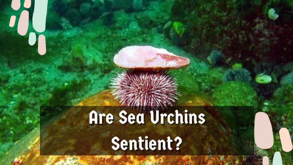Are Sea Urchins Sentient?