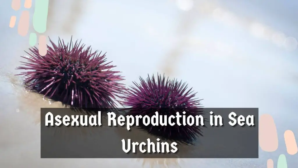 Asexual Reproduction in Sea Urchins