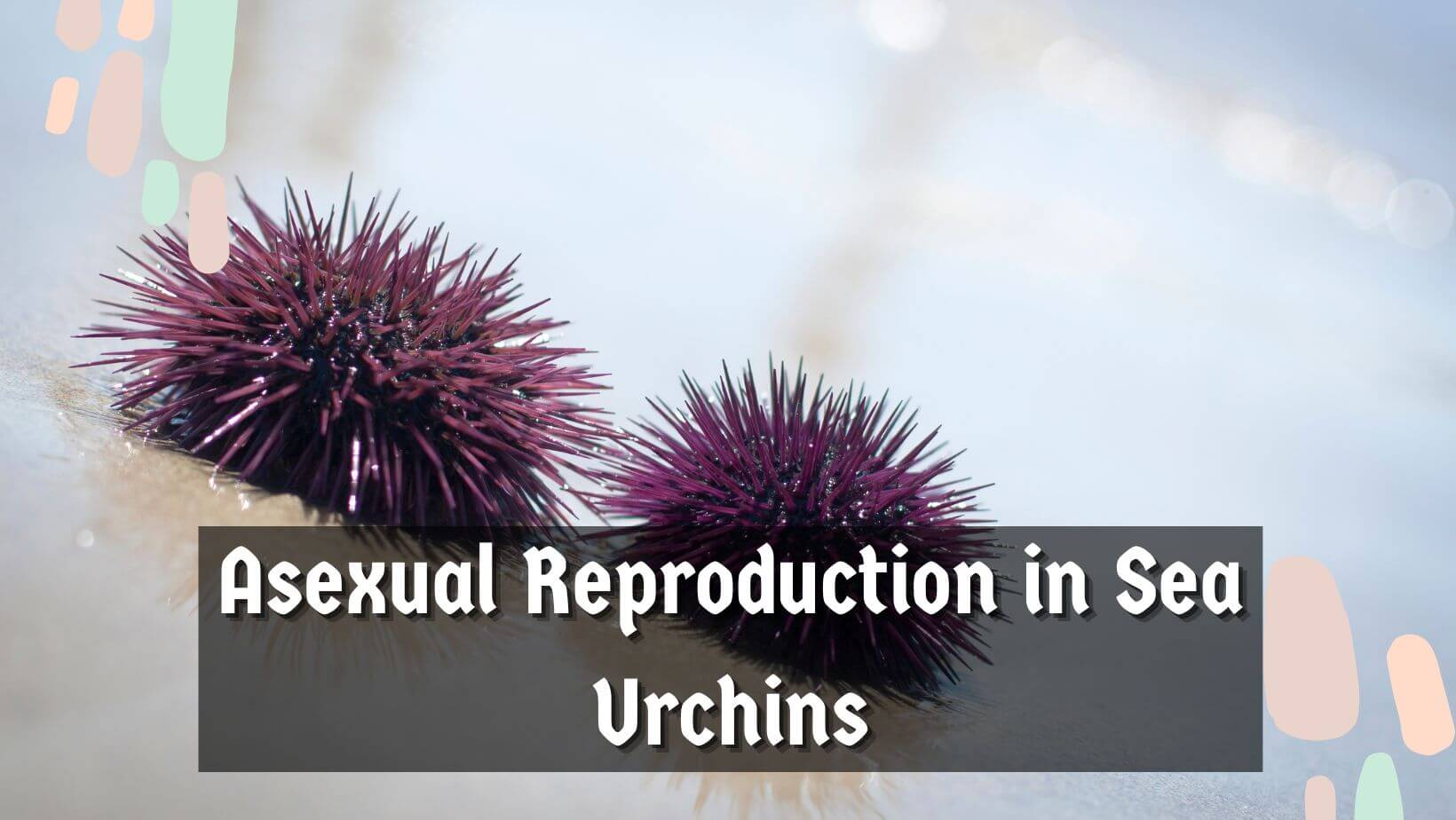 Do Sea Urchins Reproduce Sexually Or Asexually?