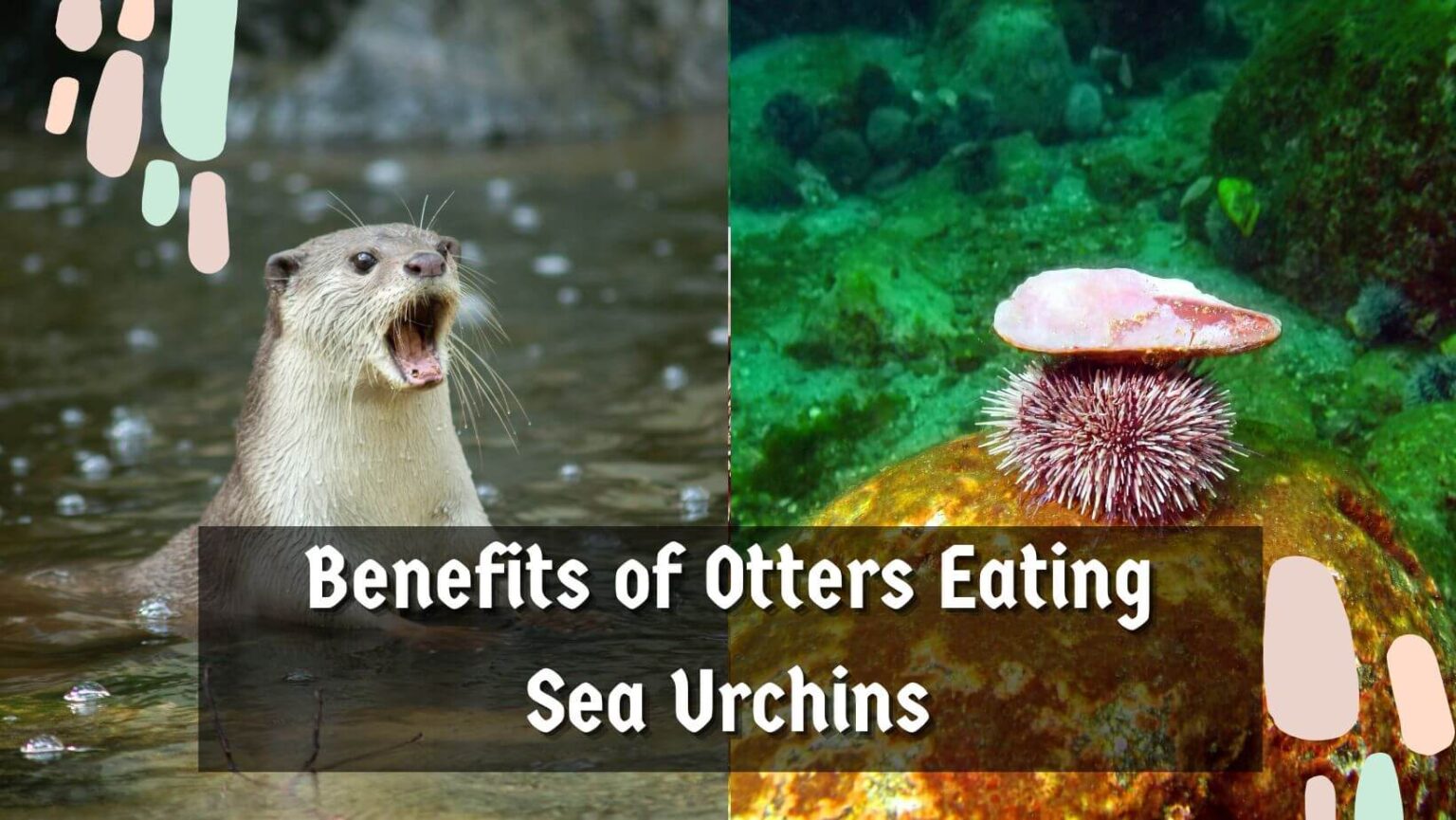 Do Otters Eat Sea Urchins? Sea Urchins Mag