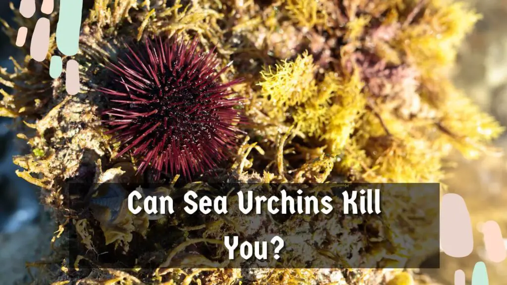 Can Sea Urchins Kill You?