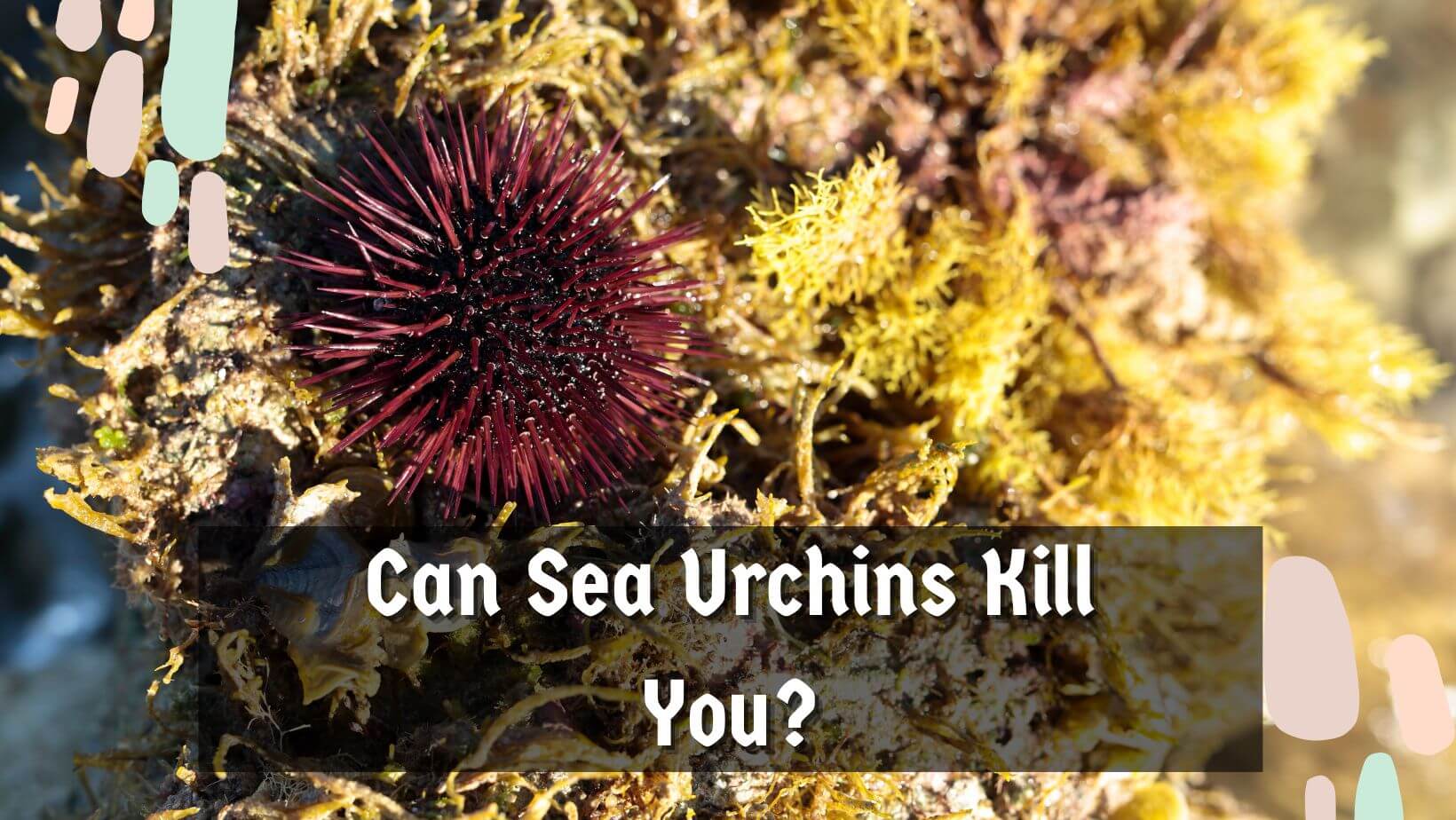 Can Sea Urchins Kill You? 3 Risks