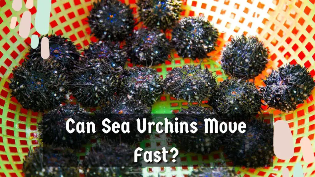 Can Sea Urchins Move Fast?