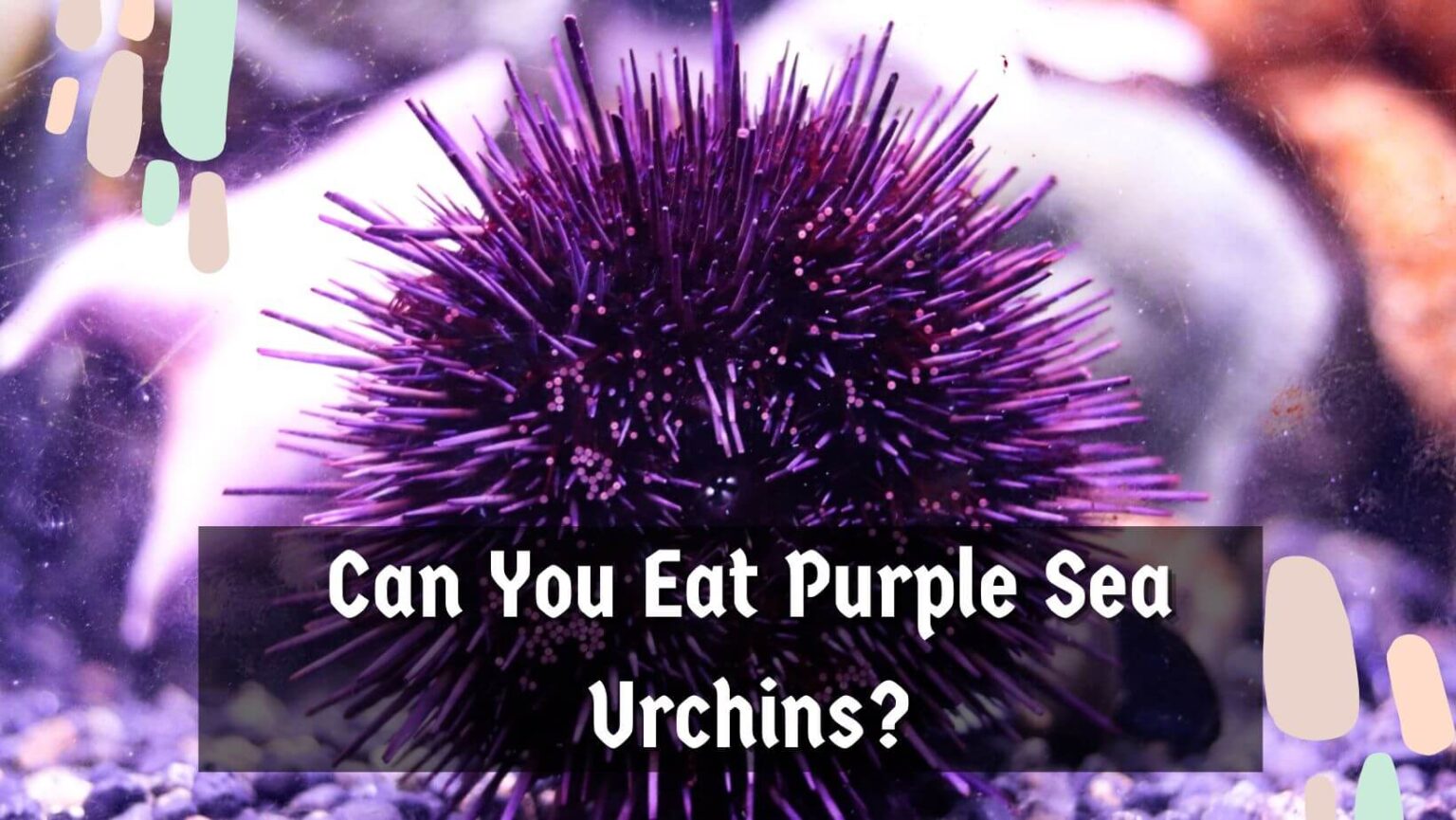 Can You Eat Purple Sea Urchin Sea Urchins Mag
