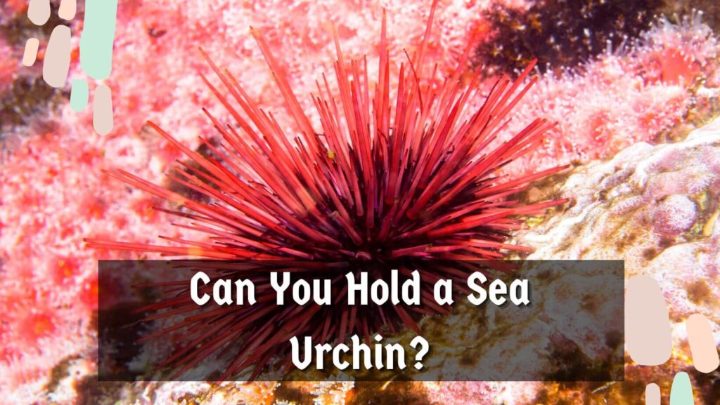 Can You Hold a Sea Urchin? 