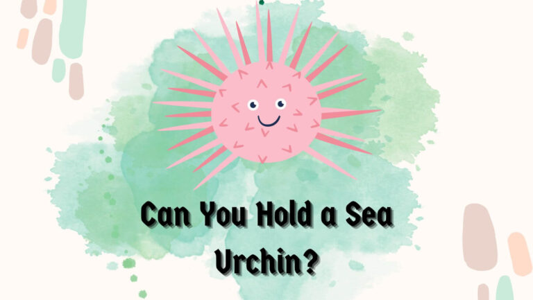 Can You Hold a Sea Urchin? 3 Critical Measures