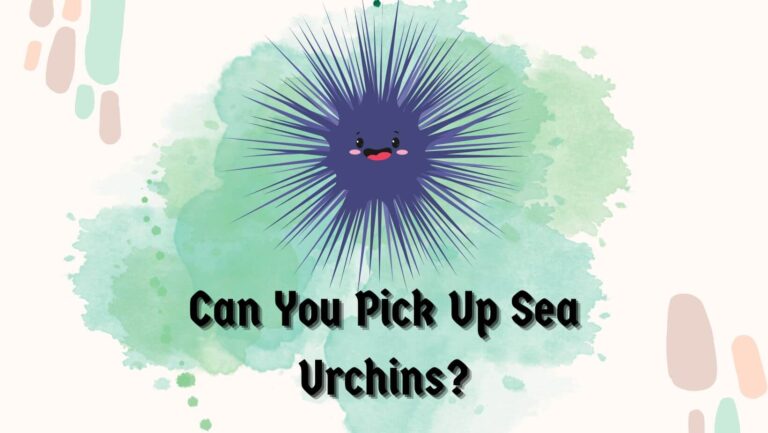 Can You Pick Up Sea Urchins? 5 Steps For Safety