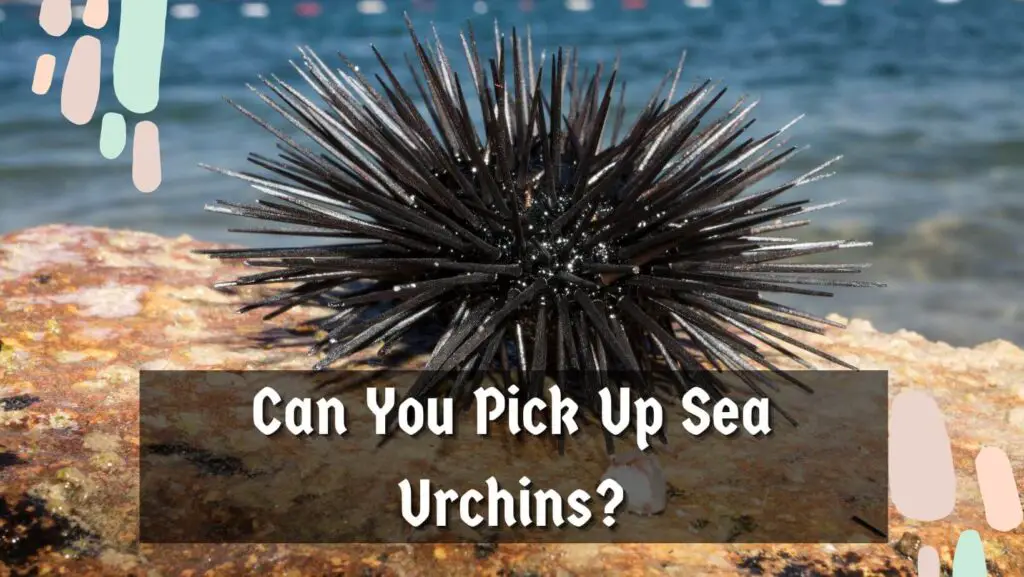 Can You Pick Up Sea Urchins?
