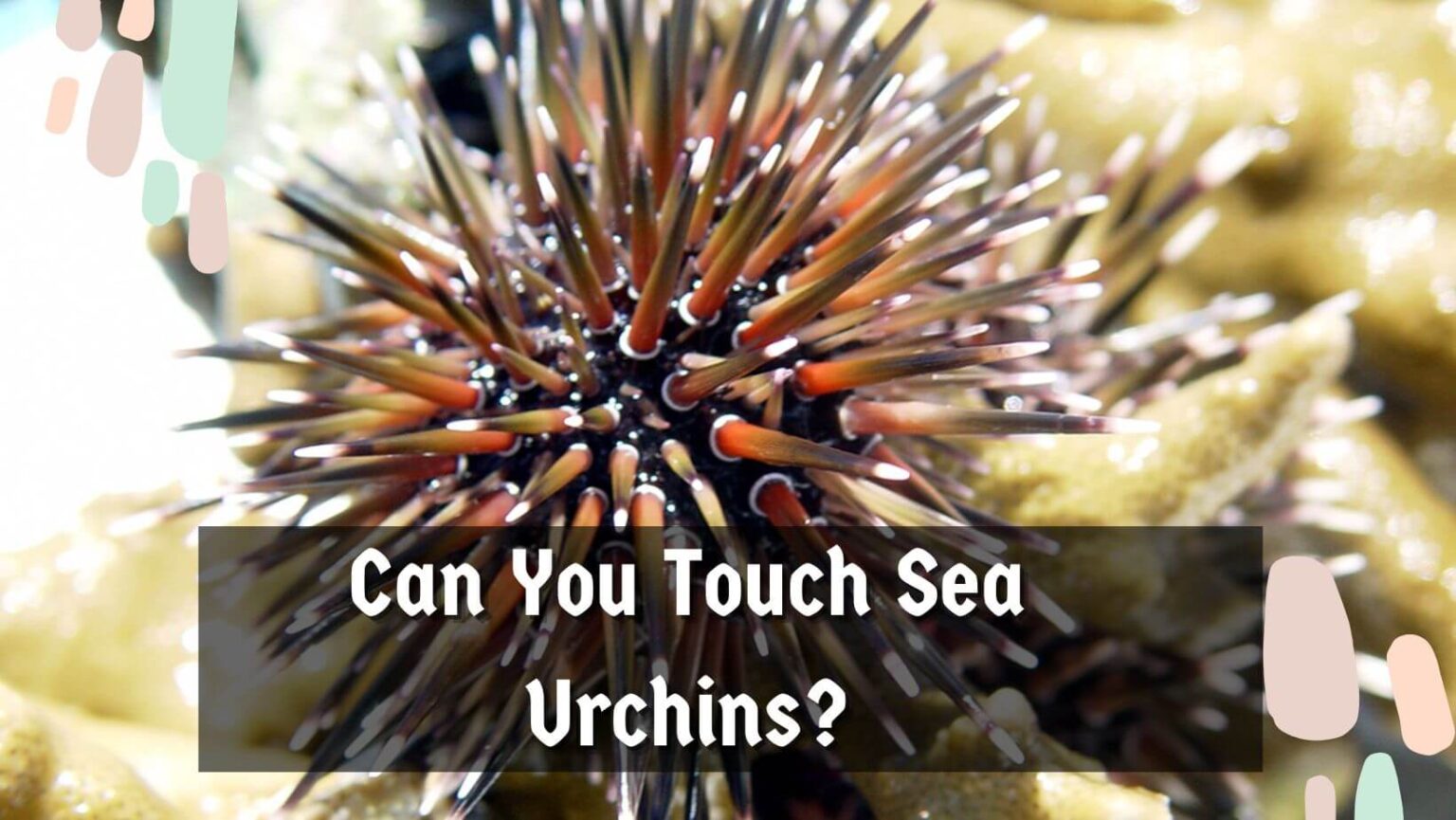 Can You Touch Sea Urchins? 3 Critical Tips To Consider