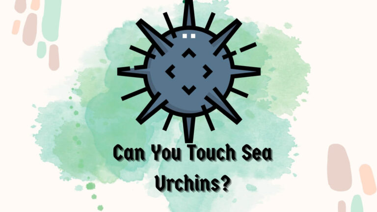 Can You Touch Sea Urchins? 3 Critical Tips To Consider