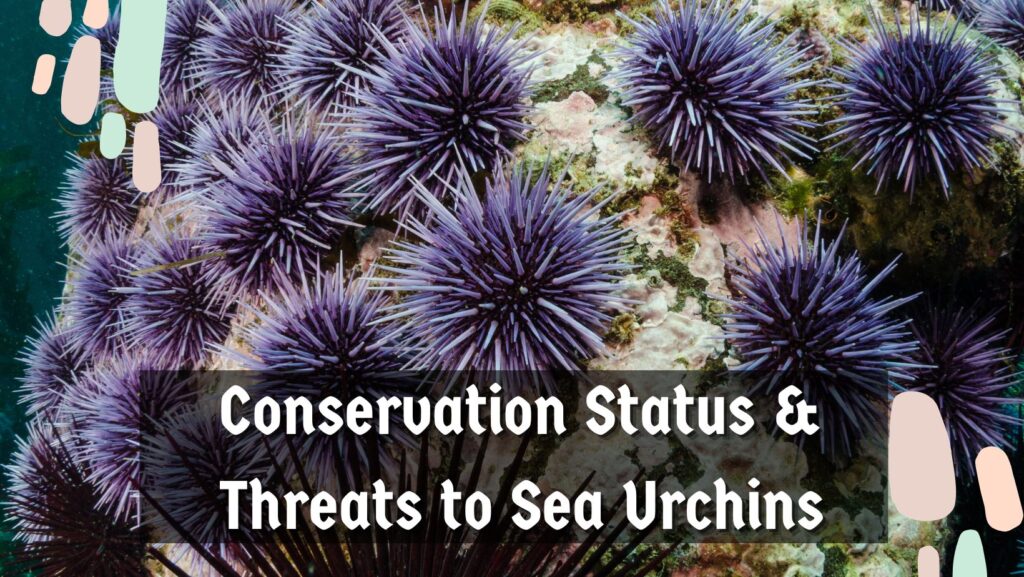 What is Inside a Sea Urchin