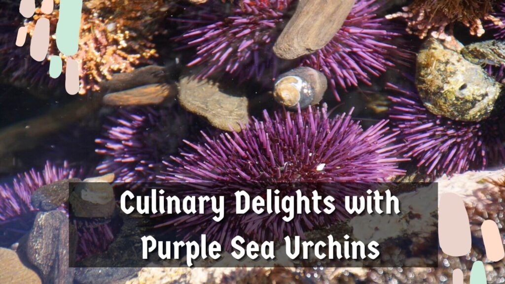 Culinary Delights with Purple Sea Urchins