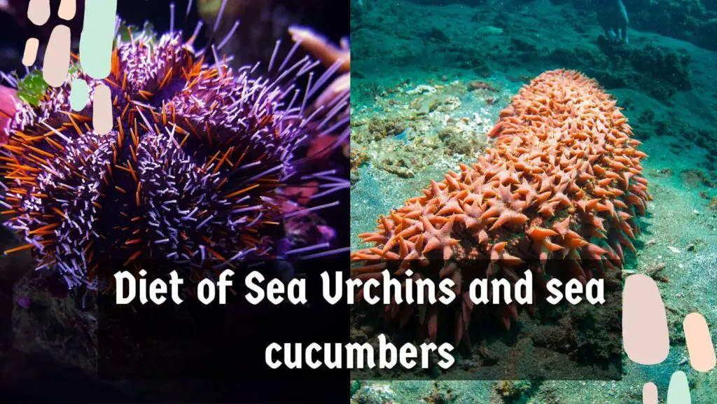 Diet of Sea Urchins and sea cucumbers