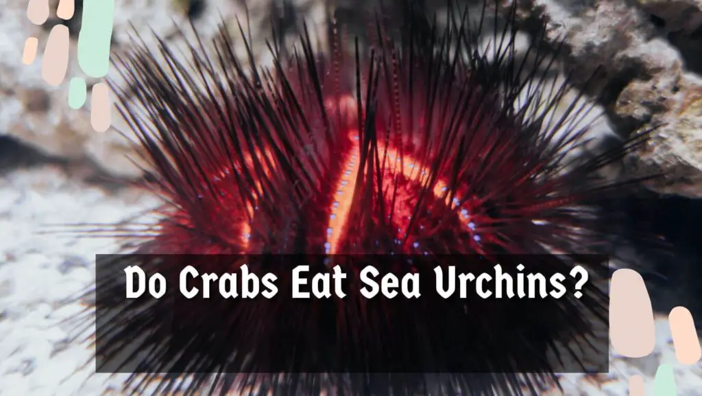 Do Crabs Eat Sea Urchins?