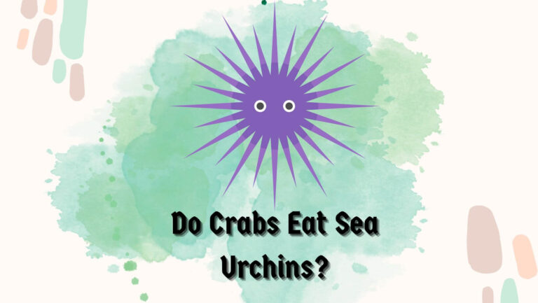 Do Crabs Eat Sea Urchins? (5 Critical Factors & Impact)