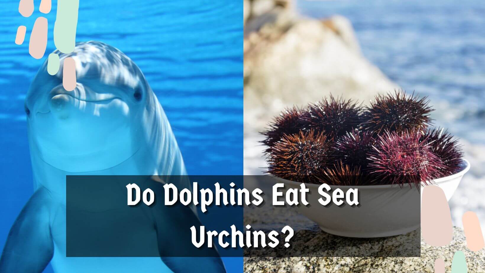 Do Dolphins Eat Sea Urchins? What About 'Sharks, Seals, Turtles