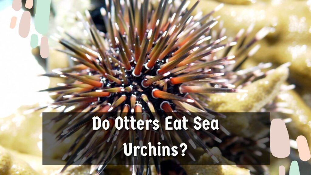Do Otters Eat Sea Urchins?