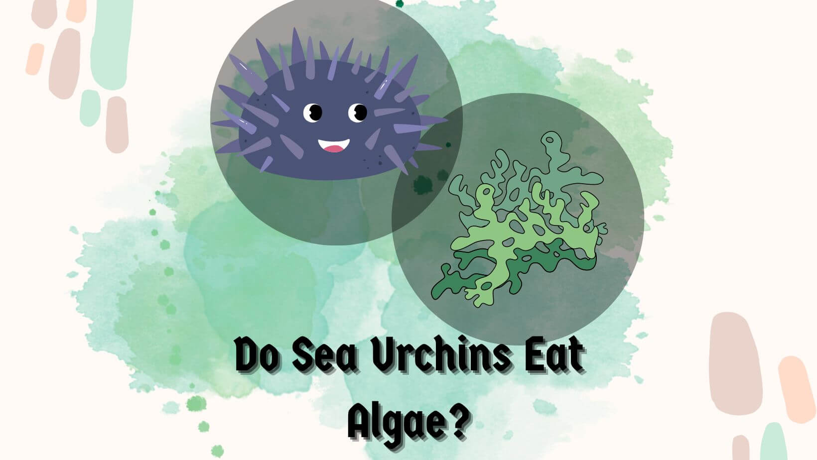 DO SEA URCHINS EAT ALGAE?