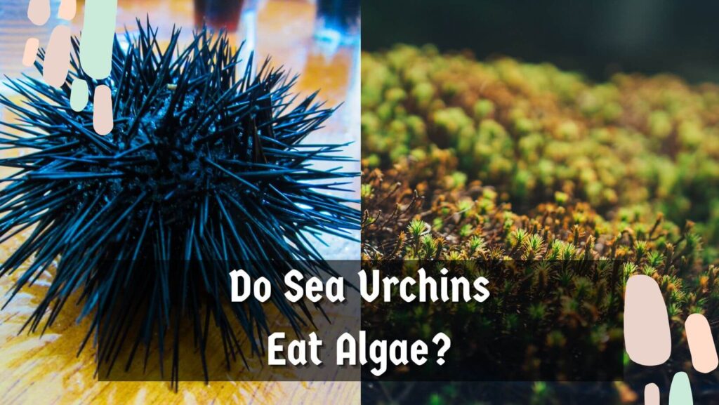 Do Sea Urchins Eat Algae?