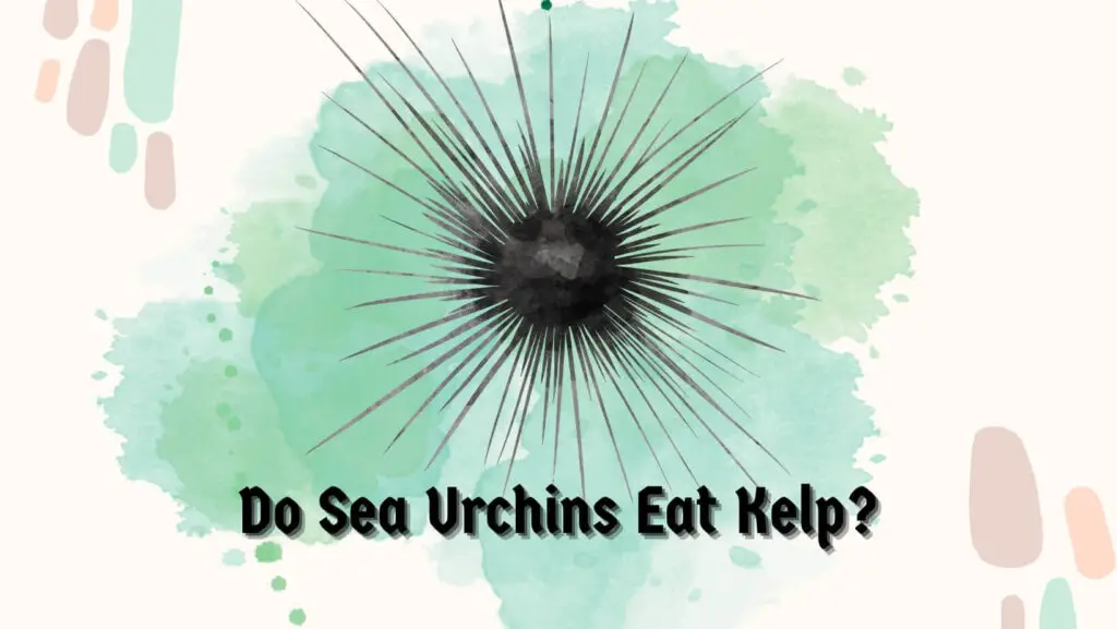 Do Sea Urchins Eat Kelp? 3 Preferred Species