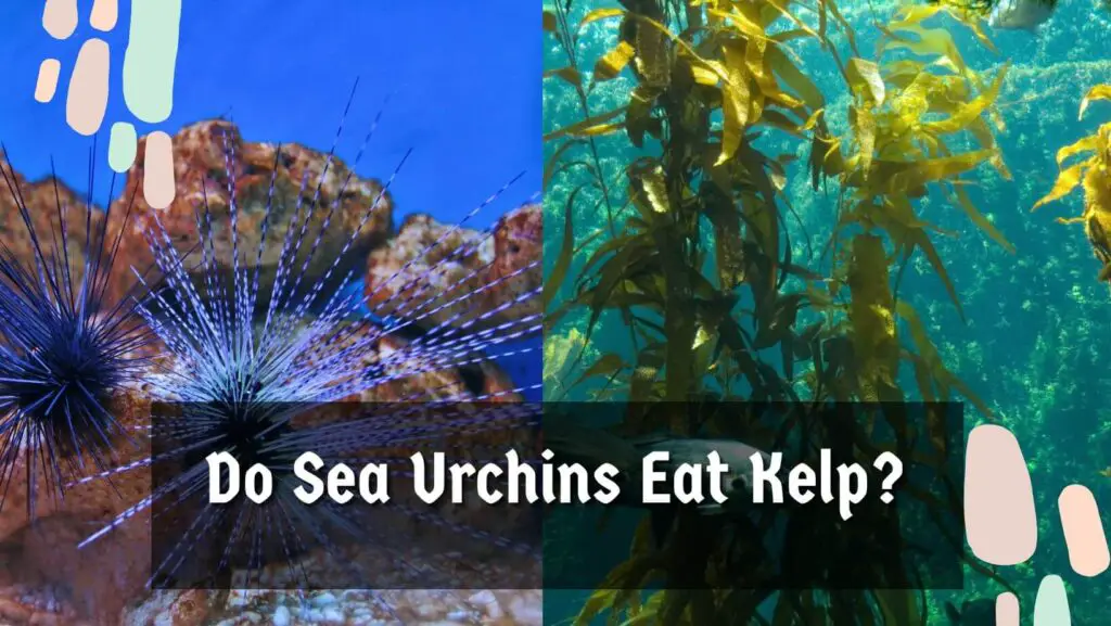 Do Sea Urchins Eat Kelp?