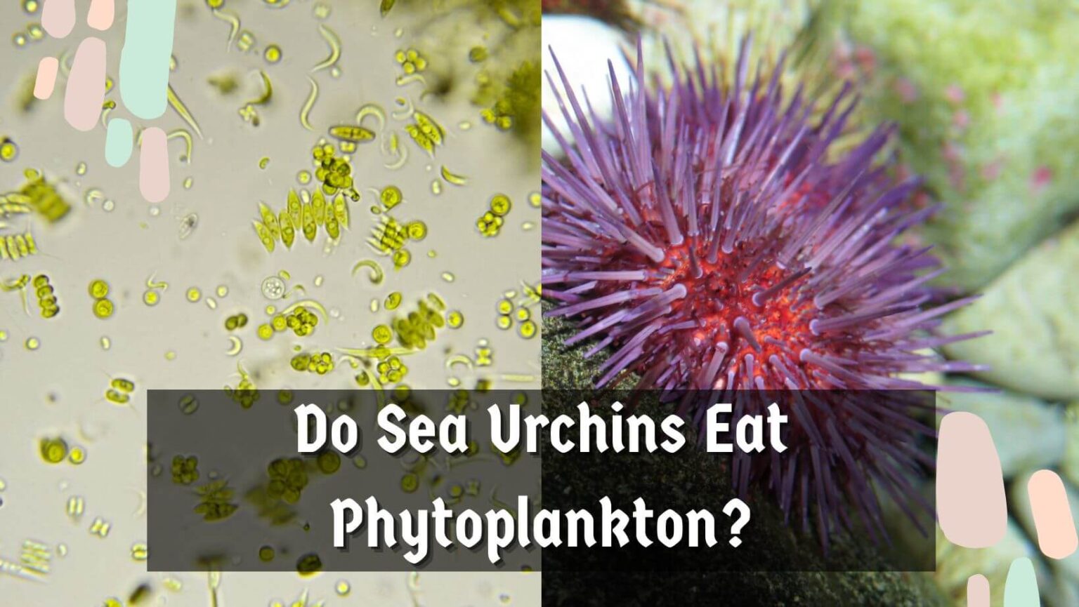 Do Sea Urchins Eat Phytoplankton? - Sea Urchins Mag