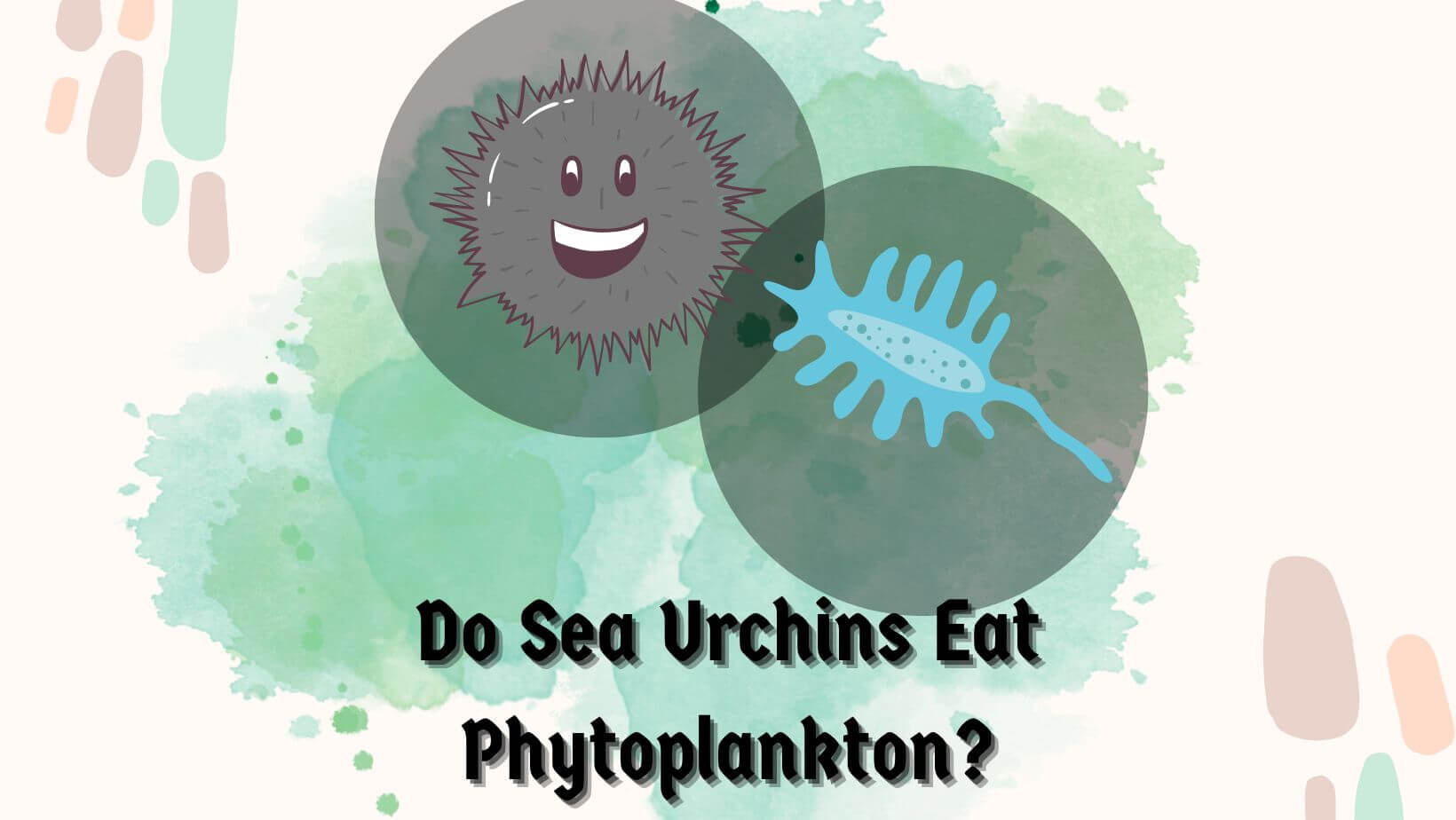 Do Sea Urchins Eat Phytoplankton?