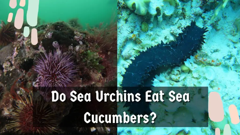 Diet of Sea Urchins and sea cucumbers