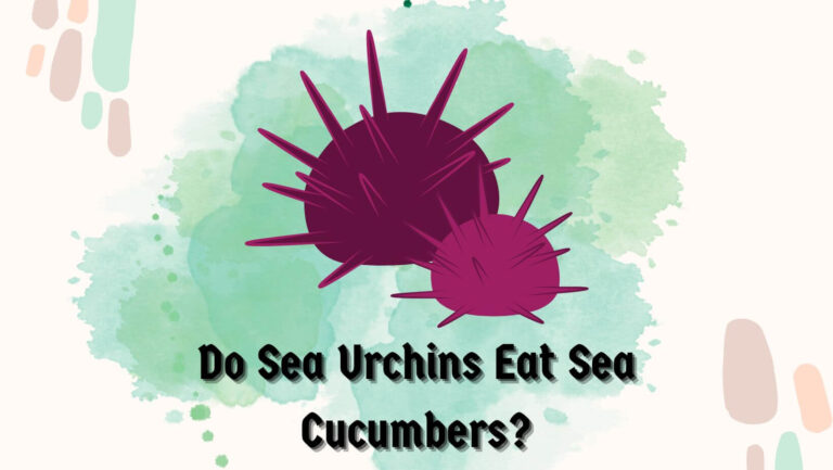 Do Sea Urchins Eat Sea Cucumbers?
