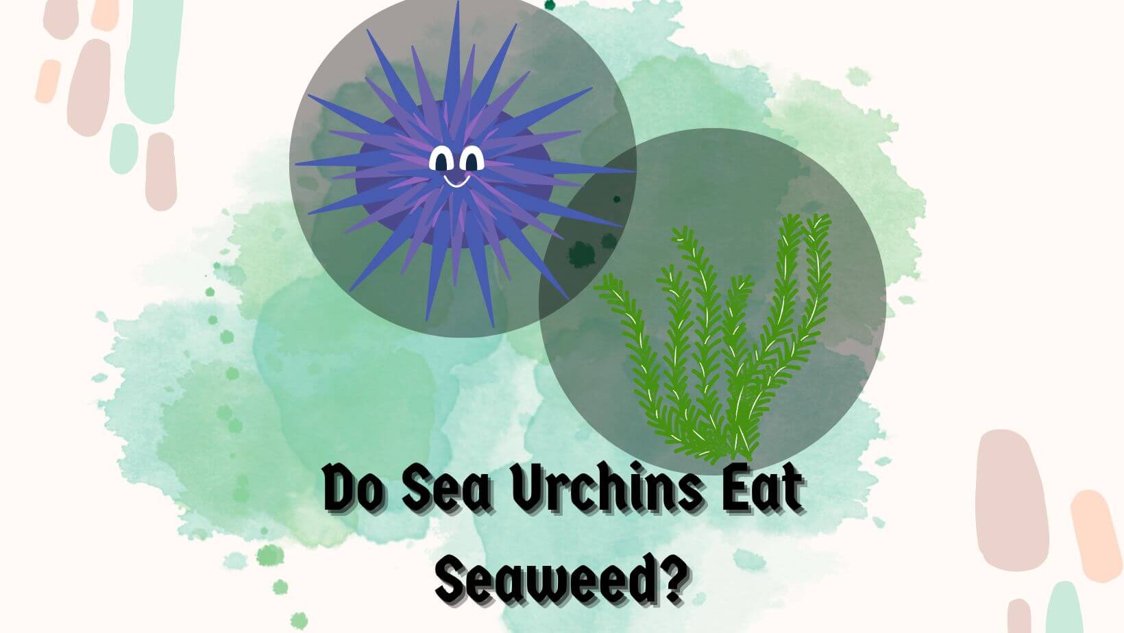 Do Sea Urchins Eat Seaweed?