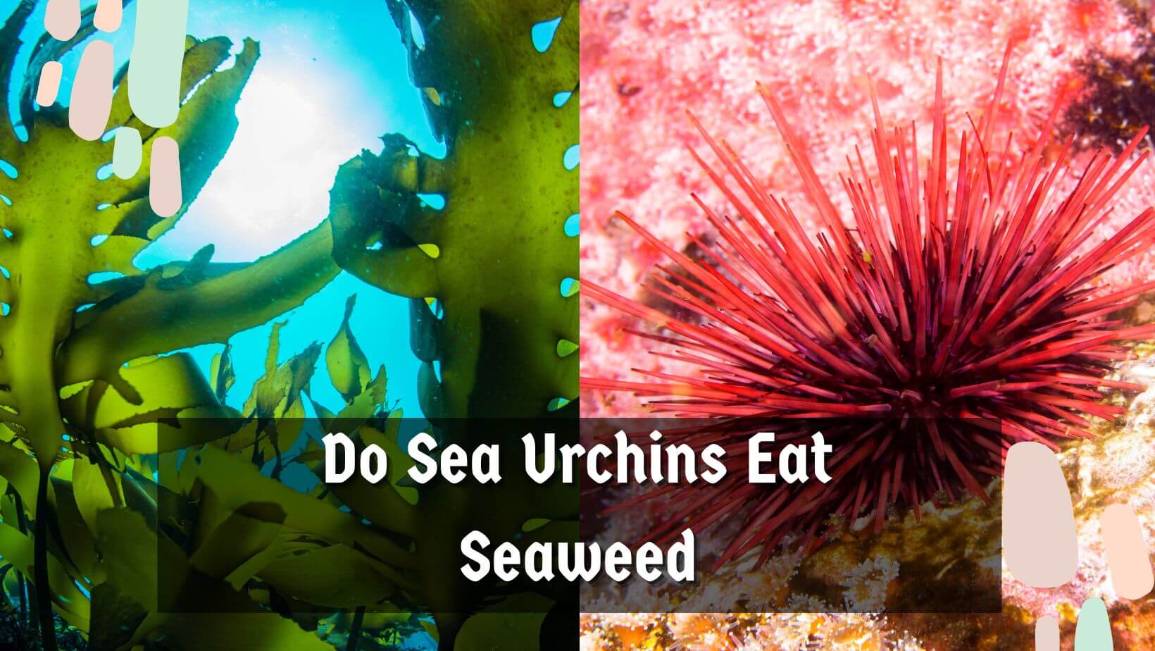 Do Sea Urchins Eat Seaweed? 3 Ecological Significance - Sea Urchins Mag