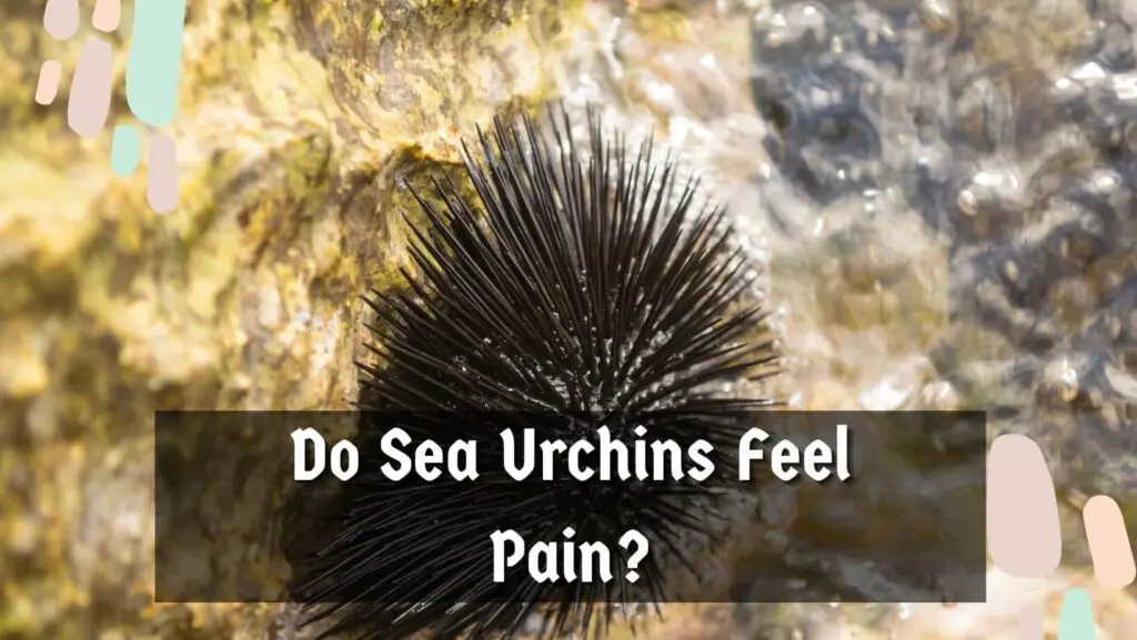 Do Sea Urchins Feel Pain?