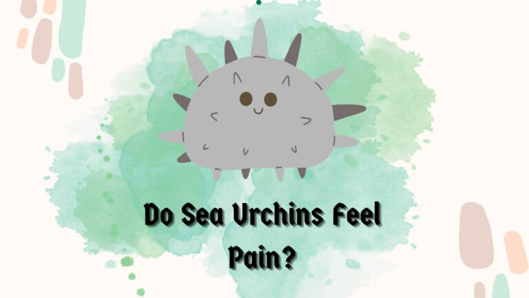 Do Sea Urchins Feel Pain? (3 Scientific Studies & Debate)