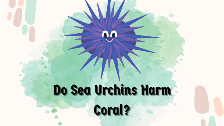 Do Sea Urchins Harm Coral? 2 Case Studies