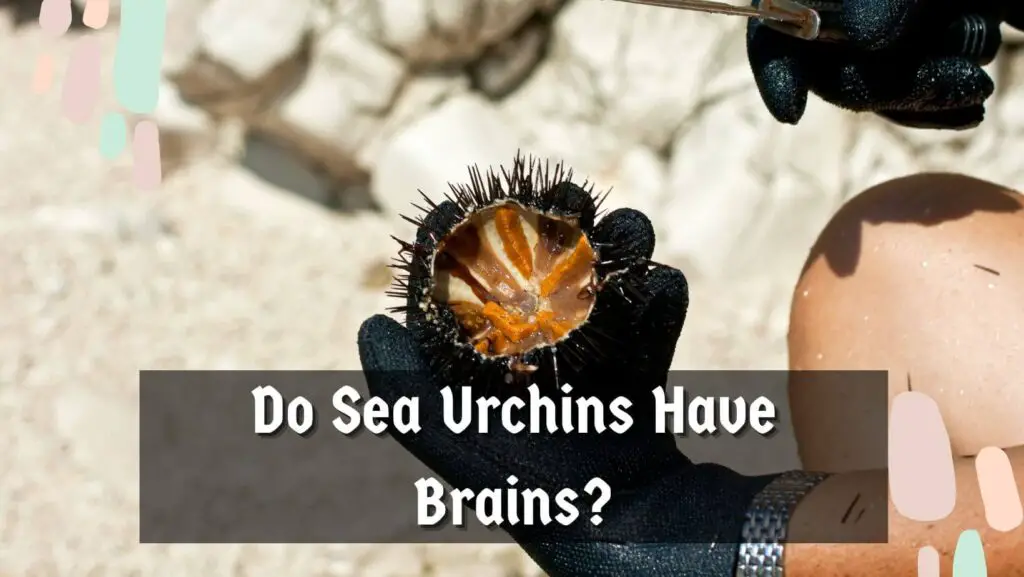Do Sea Urchins Have Brains?