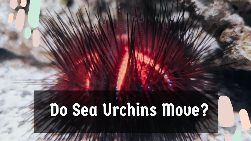 Do Sea Urchins Move?