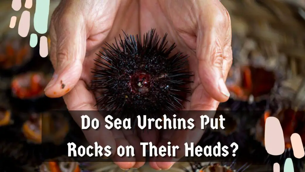 Do Sea Urchins Put Rocks on Their Heads?
