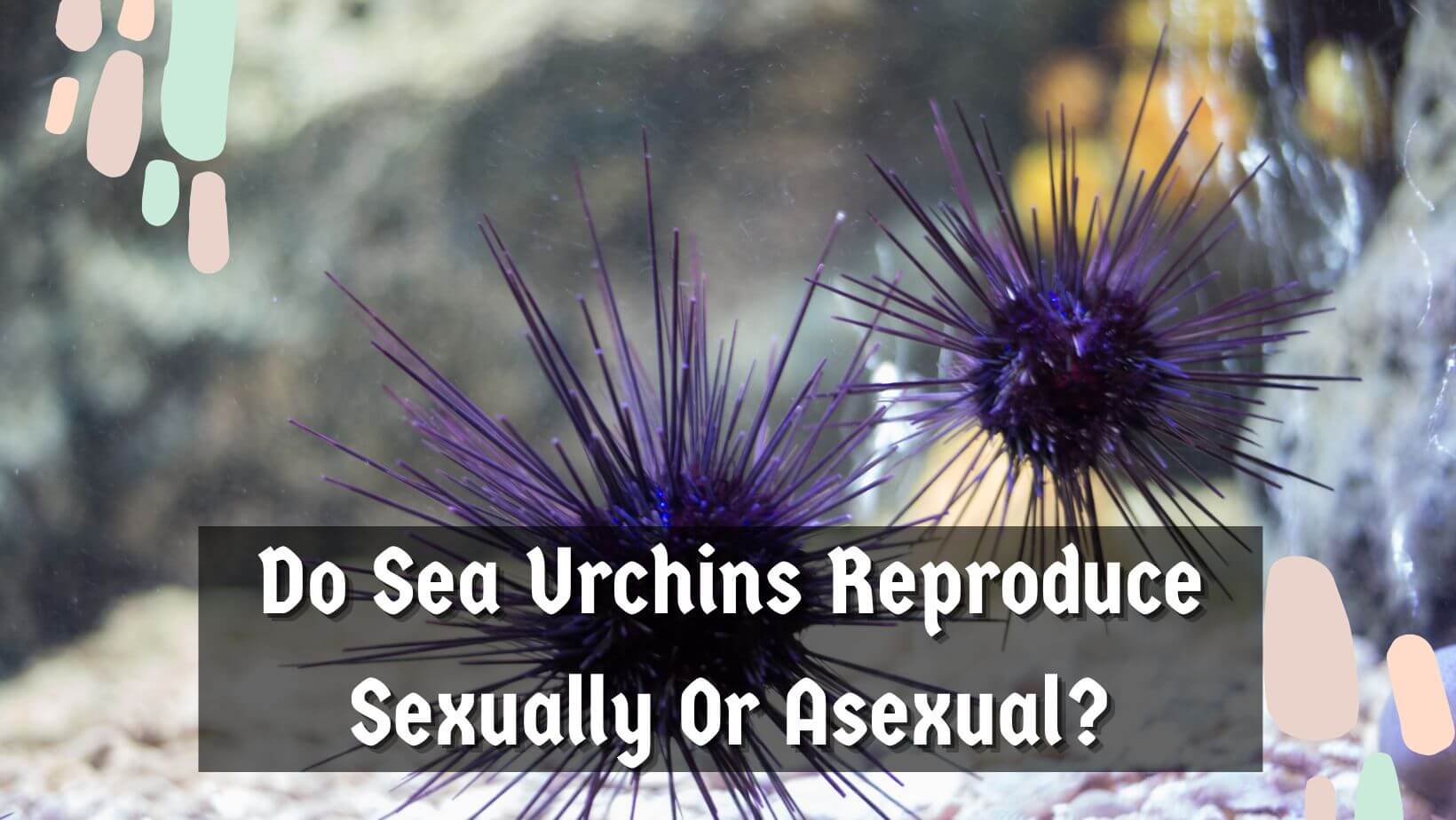 Do Sea Urchins Reproduce Sexually Or Asexually?