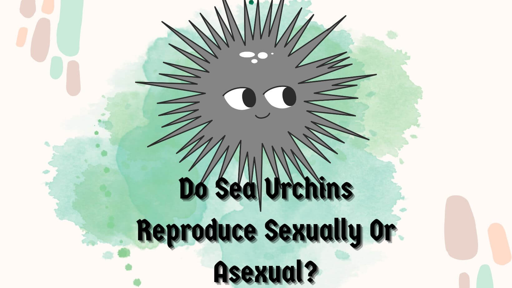 Do Sea Urchins Reproduce Sexually Or Asexually?