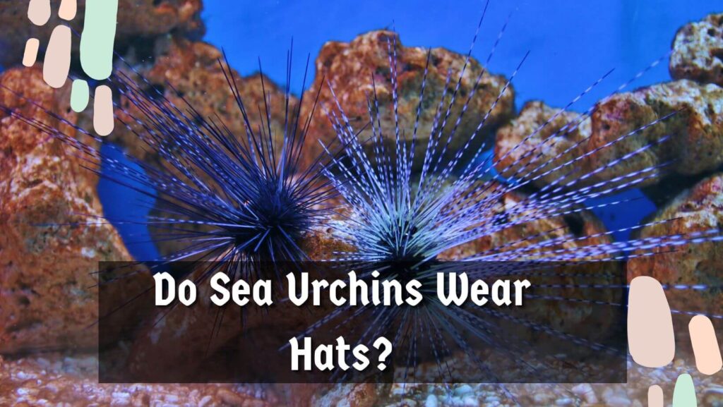 Do Sea Urchins Wear Hats?