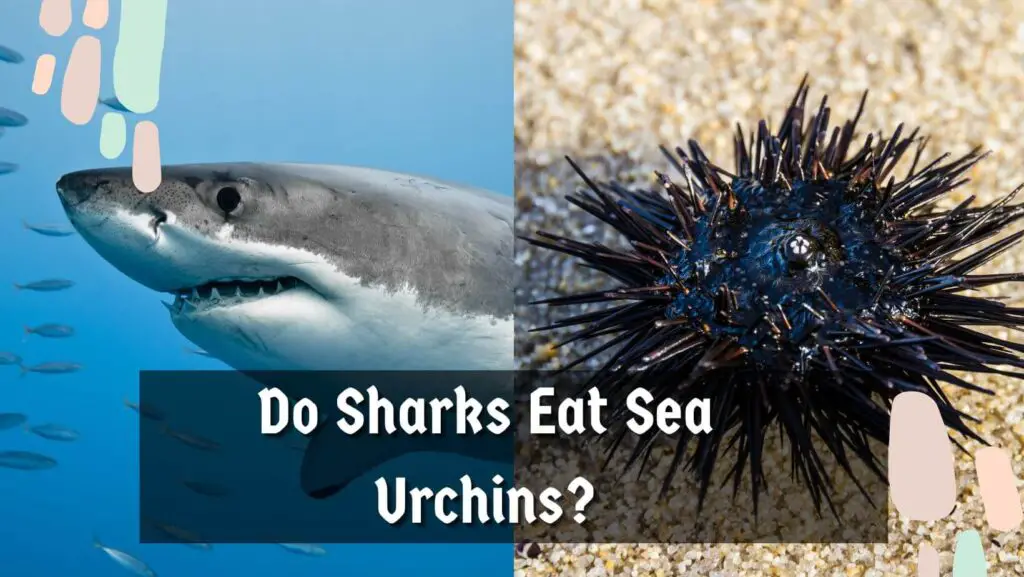 Do Sharks Eat Sea Urchins?