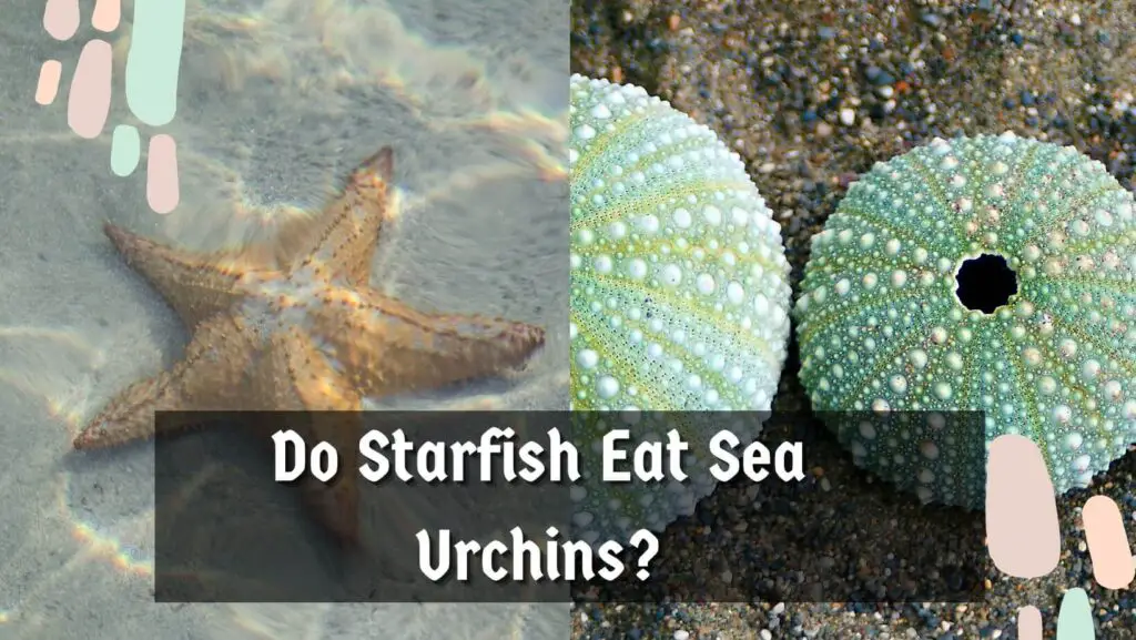 Do Starfish Eat Sea Urchins?